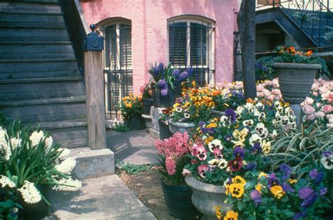 Image result for Spring Bulbs in Containers