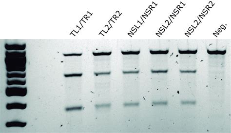 Image result for Multigene Editing Vector