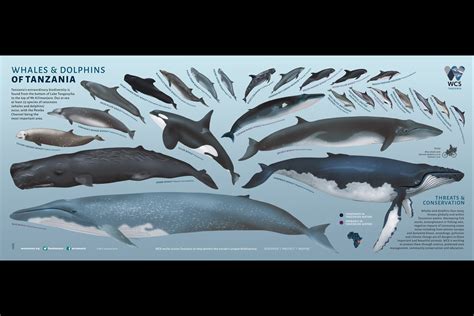 Whales and Dolphins of Tanzania | Wild View