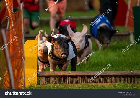 Pigs Having Fun Running 的图像结果