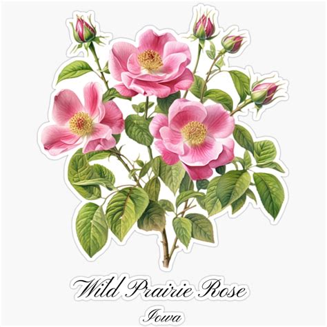 Kira Iowa State Flower-Wild Prairie Rose Sticker Decorative Laptop ...