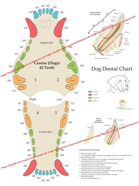 Veterinary Canine Dental Chart Vertical Feline & Canine Dental Chart