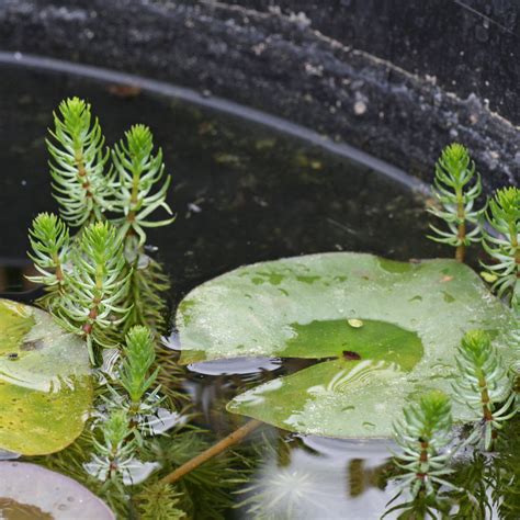 Hippuris vulgaris (mare’s-tail)