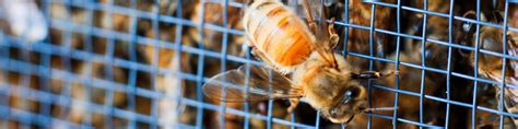 Image result for Max Bee Control Line