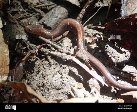 Eastern Red-backed Salamander (Plethodon cinereus) Amphibia Stock Photo ...
