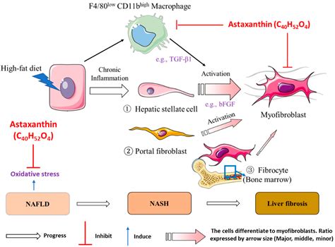 Astaxanthin Prevents Diet-Induced NASH Progression by Shaping ...