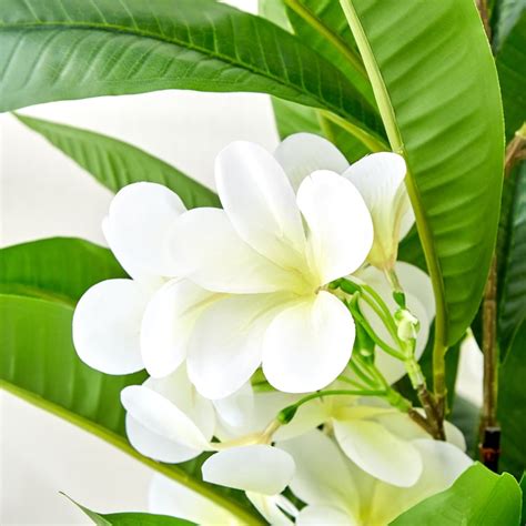 Buy Gardenia Plumeria Artificial Magnolia Flowers in Pot from Home ...
