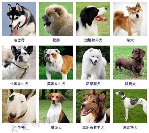 178种狗狗品种大全，看了就认识所有的狗狗了 - 壹读