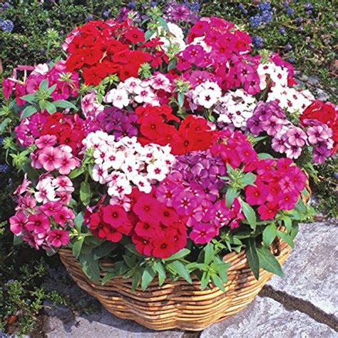 Creative Farmer Flower Seeds : Phlox Twinkle Dwarf Mix Plants Seeds For ...