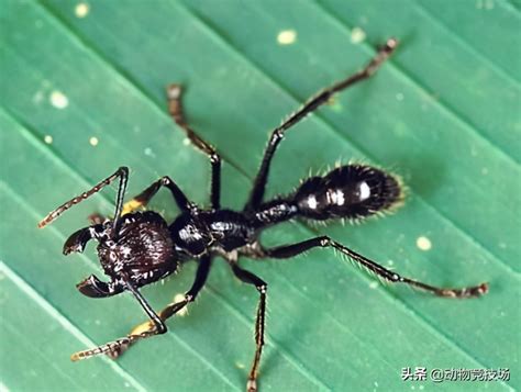 【十大毒蚂蚁】会咬人的蚂蚁有哪些