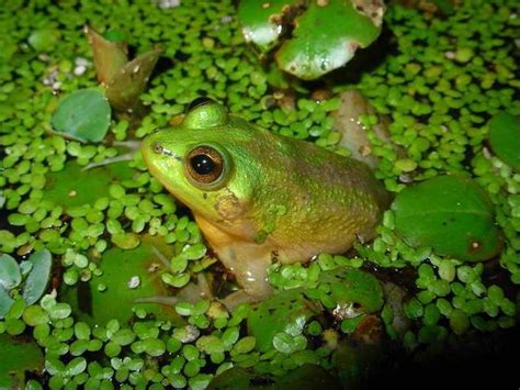 巨型蝌蚪變成小青蛙：越活越萎縮的「不合理蛙」 - 每日頭條