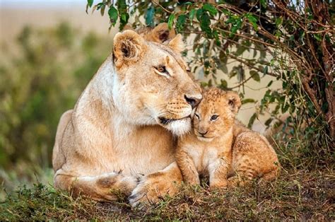 狮子妈妈旅游，狮子妈妈狮子爸爸读后感