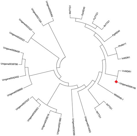 Transcriptomic Analysis Reveals Transcription Factors Related to Leaf ...