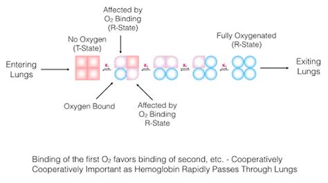 HEMOGLOBIN STRUCTURE