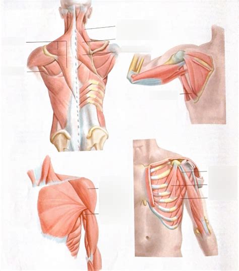 Scapular Muscle 的图像结果
