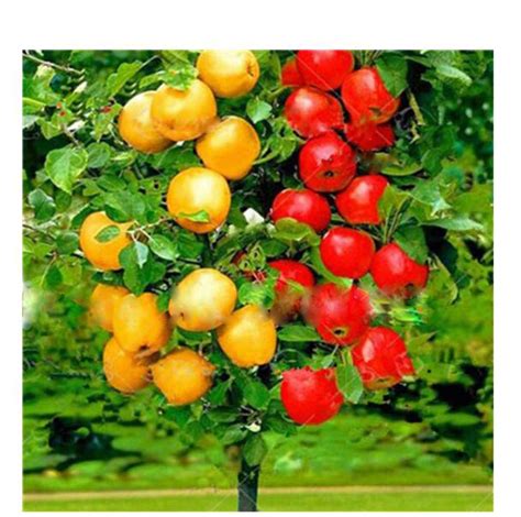 30pcs Apple Tree Seeds Dwarf Bonsai Apple Tree Seeds Mini | Desertcart ...