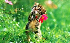 Image result for Spring Animals Desktop