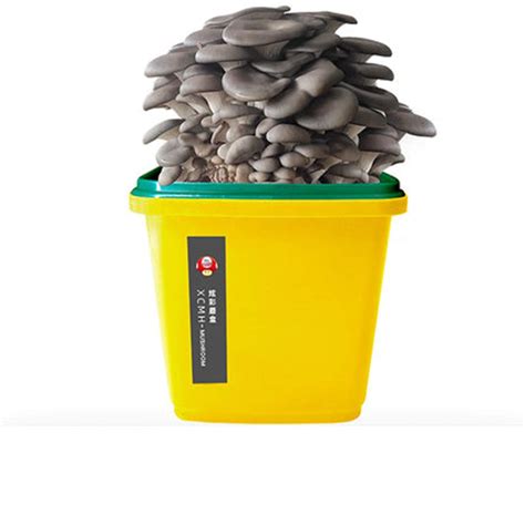 Rowe Mycelium Mushroom Seeds Starter Kit Organic Oyster Mushroom ...