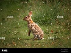 Image result for Clip Art Brown Standing Rabbit