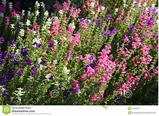 fiori in inglese fiori inglesi giardino paese immagine stock fiori in inglese fiori inglesi giardino paese immagine stock