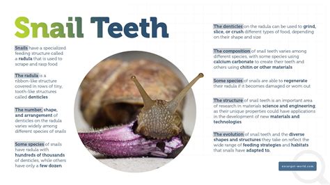 Fascinating Snail Facts: Discover How Many Teeth They Have