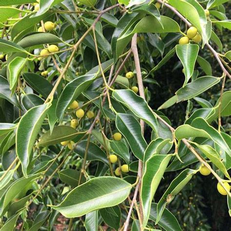 Buy Ficus Benjamina, Weeping Fig - 0.5 kg Seeds online from Nurserylive ...