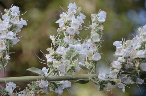 Sage Plant White Spots at Ava Cummings blog