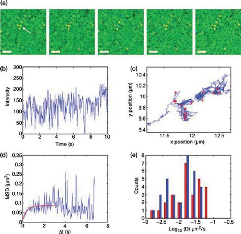 Single Particle Tracking 的图像结果