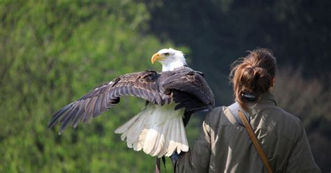 Image result for JavaScript Language Animal