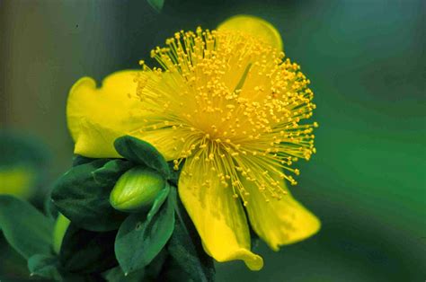Kentucky Native Plant and Wildlife: Plant of the Week:Shrubby Saint John's Wort (Hypericum ...