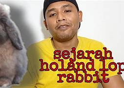 Image result for Cute Holland Lop Bunnies