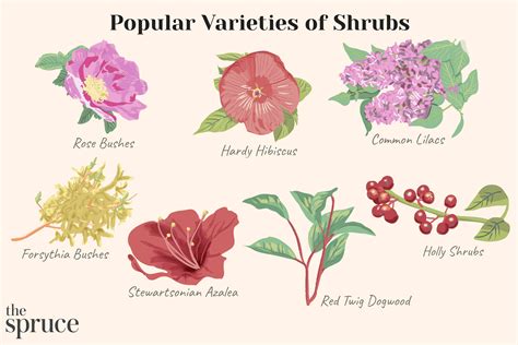 Names Of Flowering Shrubs Best Flowering Evergreen Shrubs