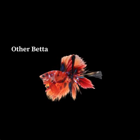 Alien Betta Fish 的图像结果