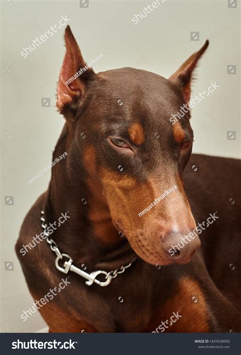 Doberman Scary 的图像结果
