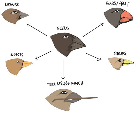 Bird Beak Adaptations - How Beaks Are Useful for Birds - Worksheets Library