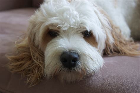 Image result for Poodle Cavapoo