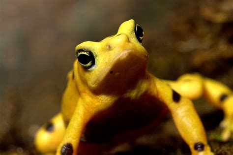 Real Monstrosities: Panamanian Golden Frog