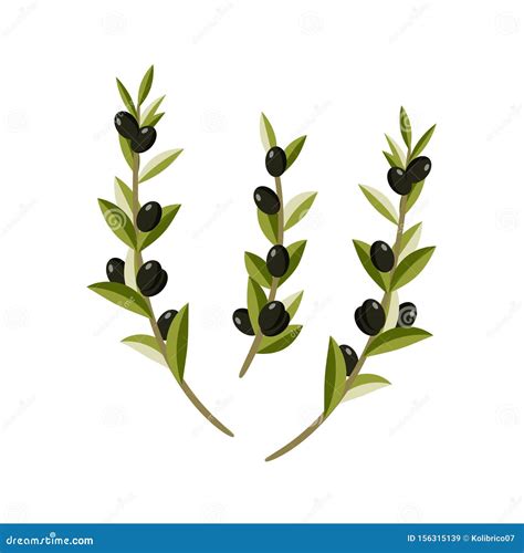 æ©„æ¦„æž è®¾è®¡ã€‚æ©„æ¦„æž è®¾è®¡çŸ¢é‡ å›¾ 向量例证 - 插画 包括有 花束, 饮食: 156315139