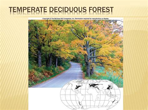 Forest Environment 的图像结果