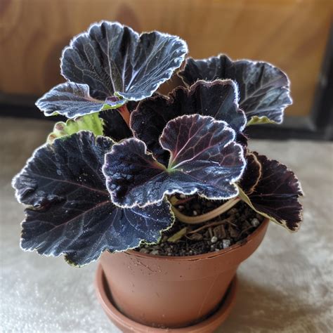 Ultimate Begonia Care: Grow Stunning, Healthy Plants - Bonsai Haven