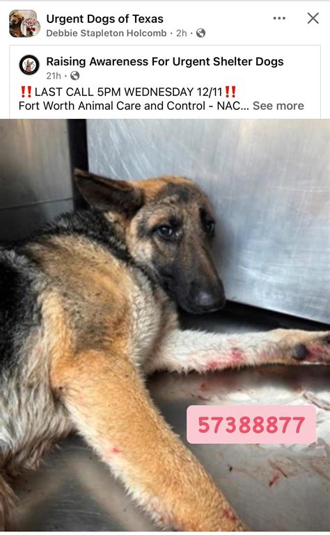 2723 best r/national_pet_adoption images on Pholder | His owner got ...