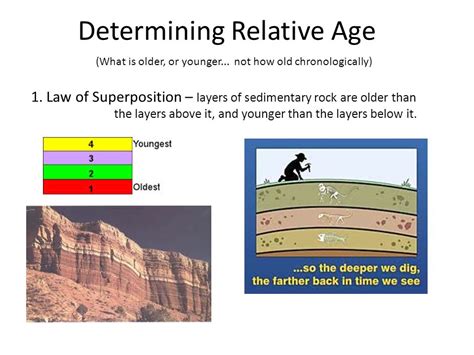 Image result for Uniformitarianism Fossil Examples