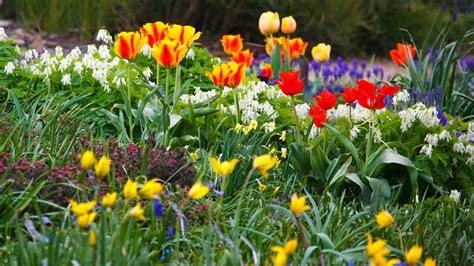 Spring Flower Garden Free Stock Photo - Public Domain Pictures