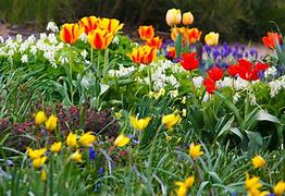Image result for Bunnies On a Swing Spring Flowers