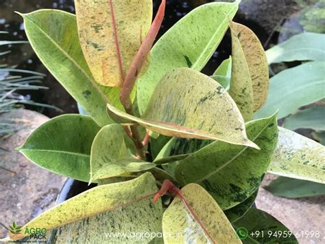Golden Shivereana Rubber Plant Plant For Sale In India | Online plant ...