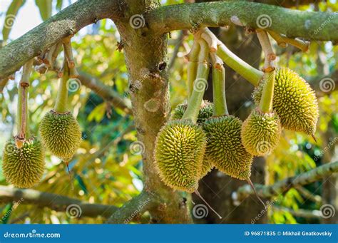 Durian Fruit In Spanish at Ronald Pepper blog