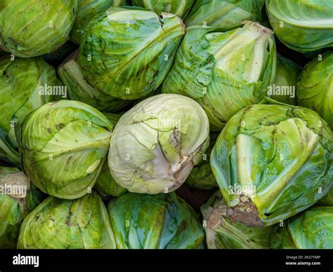 Harvest heads of cabbage on a pile Stock Photo - Alamy