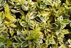 piante sempreverdi da vaso arbustes persistants recherche arbustes piante sempreverdi da vaso arbustes persistants recherche arbustes