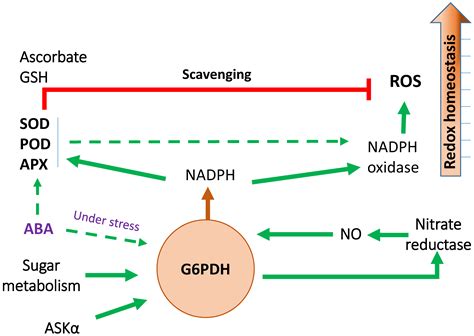 Glucose-6-Phosphate Dehydrogenases: The Hidden Players of Plant Physiology
