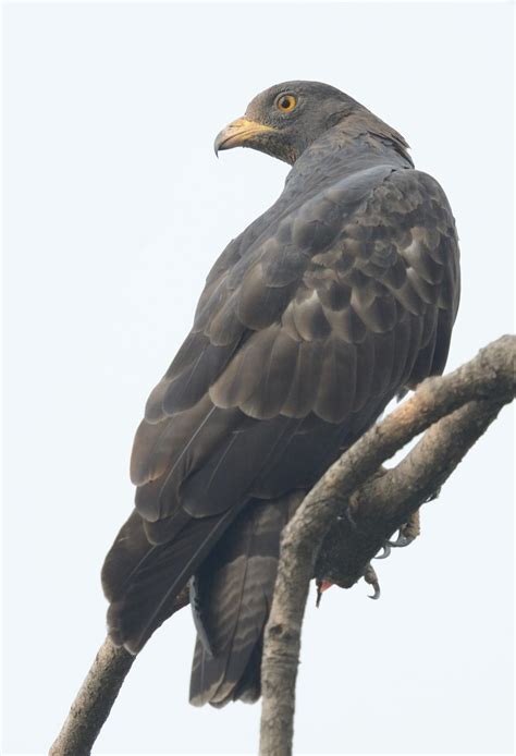 Oriental Honey-Buzzard | President of India